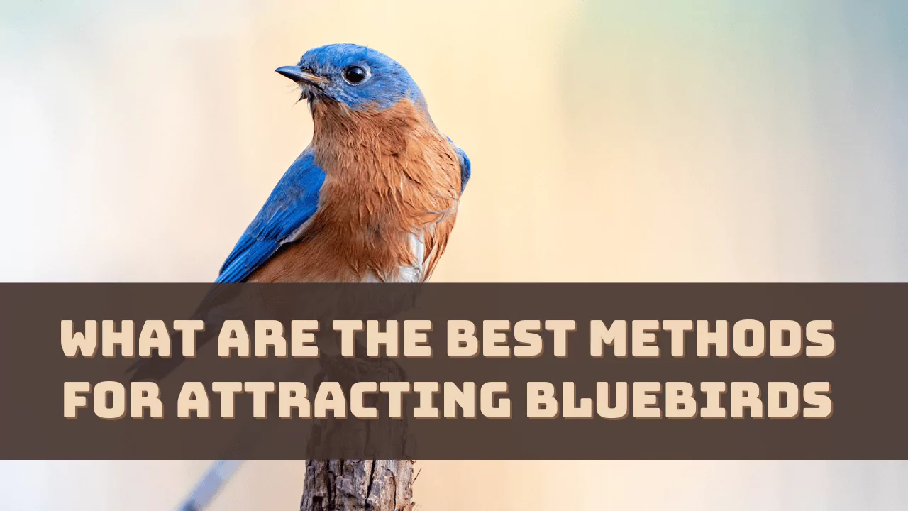 What are the Best Methods for Attracting Bluebirds