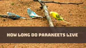 How Long Do Parakeets Live