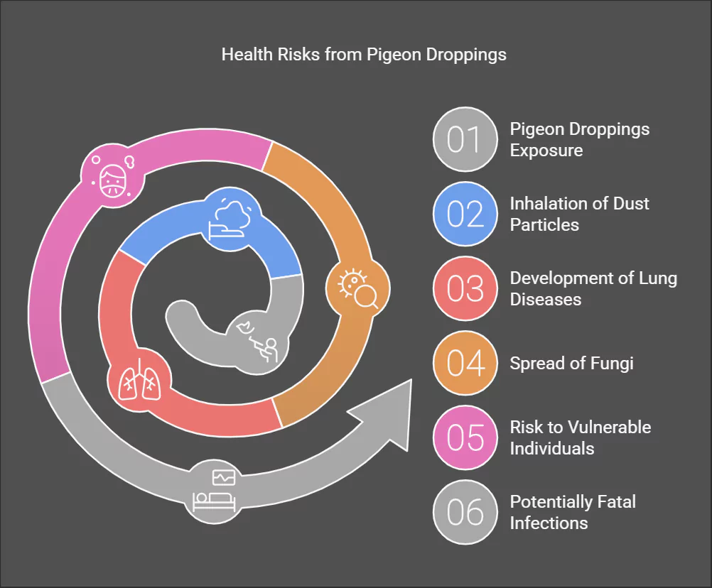 Health Risks from Pigeon Droppings