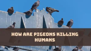 How Are Pigeons Killing Humans