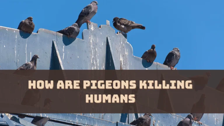 How Are Pigeons Killing Humans