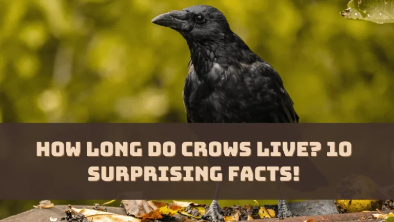 How Long Do Crows Live